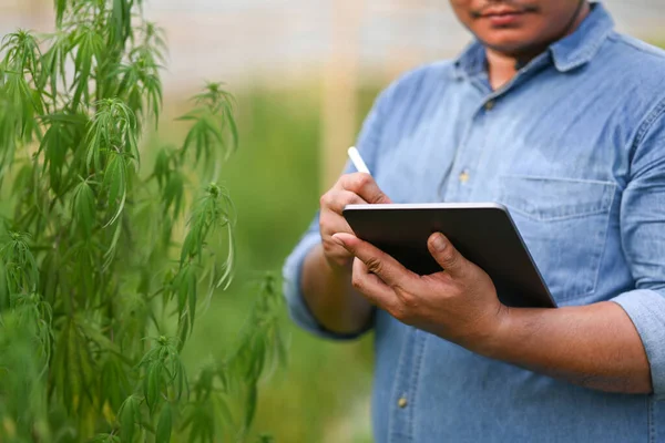 Chytrý asijský farmář používající digitální tablet a kontrolující rostliny konopí ve skleníku. Alternativní bylinná medicína, koncept konopného průmyslu — Stock fotografie