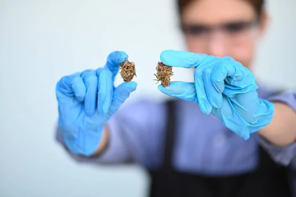 Wetenschapper Met Een Bril Handschoenen Met Bloemknop Van Cannabis Alternatieve — Stockfoto