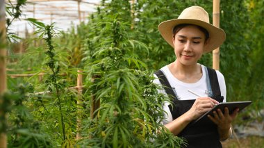 Genç Asyalı akıllı çiftçi dijital tablet kullanıyor ve seradaki marihuana bitkisinin kalitesini kontrol ediyor. Tarım ve bitkisel tıp kavramı.