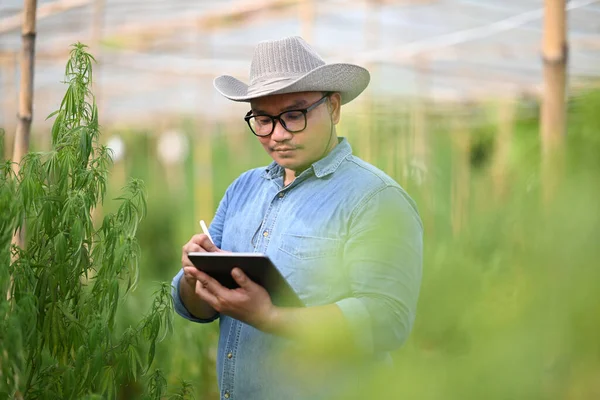 Hombre Agrónomo Asiático Usando Tableta Digital Mientras Comprueba Calidad Del —  Fotos de Stock
