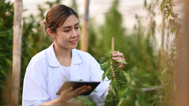 Dijital tablet tutan ve seradaki esrar kalitesini kontrol eden bir bilim adamı. Bitkisel alternatif tıp, cbd yağı konsepti.
