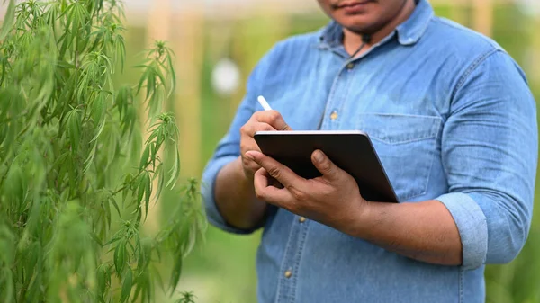 Joven Agricultor Inteligente Usando Tableta Digital Inspeccionando Plantas Cannabis Invernadero —  Fotos de Stock