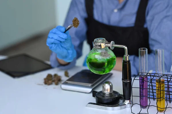 科学家手戴手套 用液体把干大麻样品放进试管 草药替代疗法 头孢沙丁鱼油概念 — 图库照片