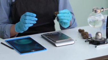 Laboratuvardaki bir marihuana fabrikasından alınan cbd yağını test eden kimyager. Bitkisel alternatif tıp, cbd yağı konsepti.