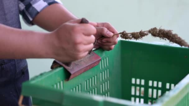 Agricultor Que Processa Planta Cannabis Seca Para Uso Comercial Herbal — Vídeo de Stock