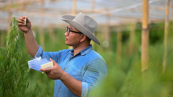 Agronom Stojící Skleníku Kontrolující Rostliny Konopí Obchodní Zemědělská Technologická Koncepce — Stock fotografie