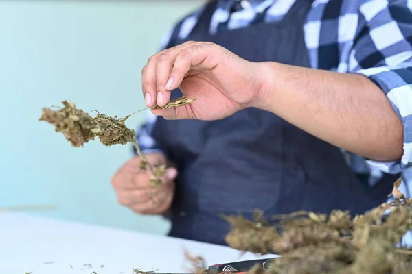 Gewassen Blik Van Jonge Boeren Die Kwaliteit Van Cannabisbloemen Controleren — Stockfoto