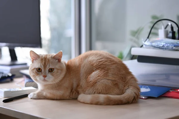 Cute cat sits on wooden table near computer pc and stationery. Home office desk.