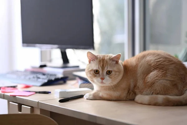 Tahta Masaya Uzanmış Güzel Turuncu Kedi — Stok fotoğraf