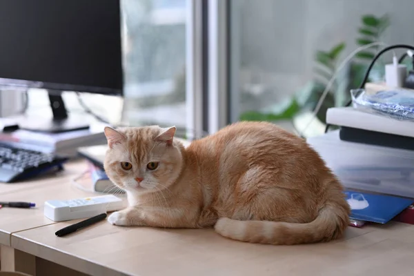 Evcil Bir Kedi Bilgisayar Bilgisayar Kitap Yığınlarının Yanında Ahşap Masada — Stok fotoğraf