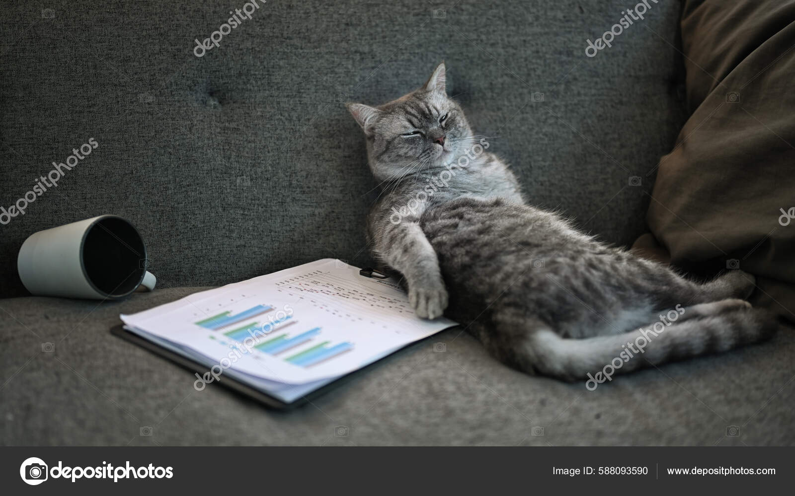Lazy Cat Sleeping Gray Sofa Next Document Blanket Domestic Life