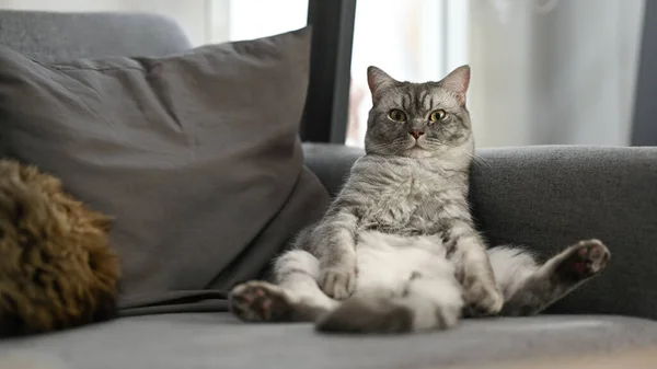 Cute Cat Sitting Funny Gesture Couch Domestic Life Animals — ストック写真