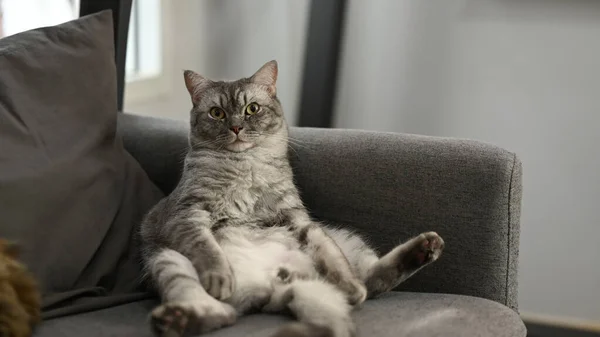 A lazy fat cat sitting with a funny gesture on the comfortable couch. Domestic life animals.