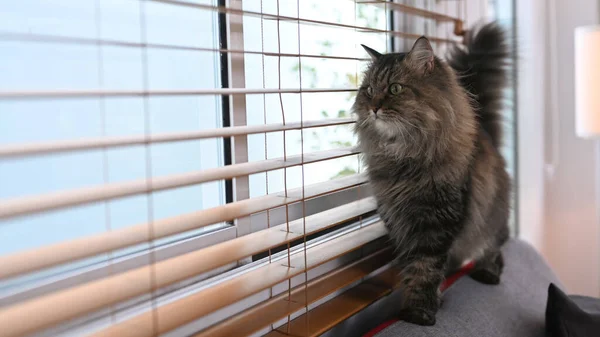 一只可爱的家猫站在靠窗的沙发上打瞌睡 家庭动物概念 — 图库照片