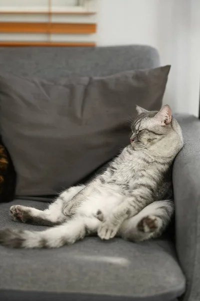 Lazy Tabby Cat Lying Asleep Comfortable Couch Funny Gesture Domestic — Stock Photo, Image