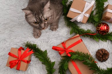 Yukarıda güzel kedi, Noel hediyesi kutularının yanında yatıyor, köknar dalları ve beyaz kürk halıda çam kozalakları.