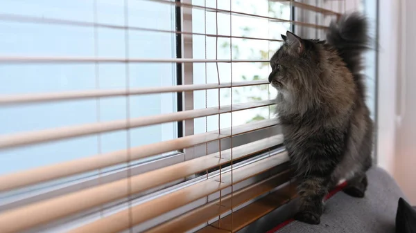 Immagine Bel Gatto Domestico Piedi Sul Divano Vicino Alle Tende — Foto Stock