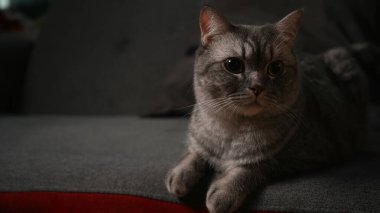 Sevimli tekir kedi rahat bir kanepede yatıyor. Ev hayvanları konsepti.