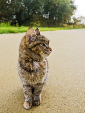 tarzı ile kedi