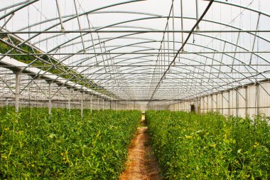 sera domates üretimi