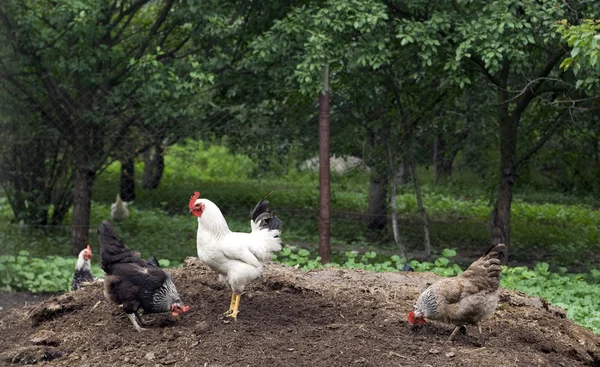 Rooster and chickens — Stock Photo, Image
