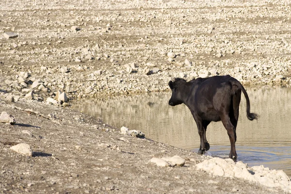 Une jeune vache au bord de la rivière — Photo