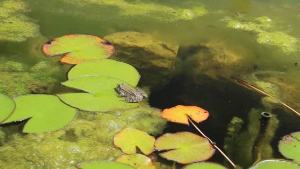 Frosch auf einem Lilienkissen — Stockvideo