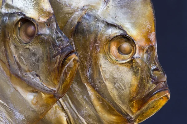 Two fish head Vomer closeup — Stock Photo, Image