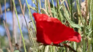 rüzgarda sallanan vahşi haşhaş