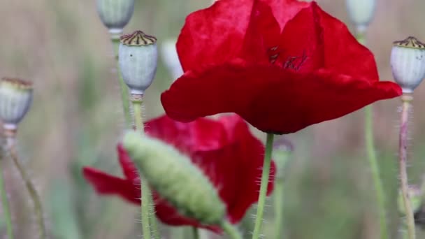 Wild poppies swaying in the wind — Stock Video