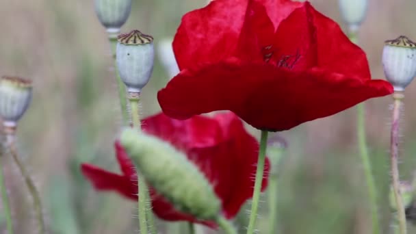 Amapolas salvajes balanceándose en el viento — Vídeos de Stock