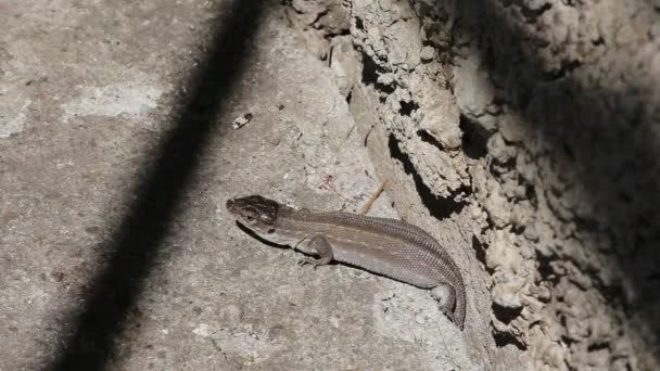 Lagarto gris tomando el sol — Vídeo de stock