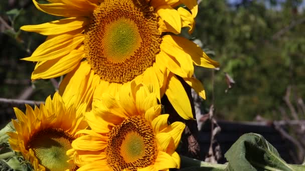 Tres girasoles — Vídeos de Stock