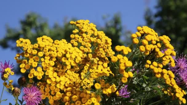 Bouquet of wildflowers — Stock Video