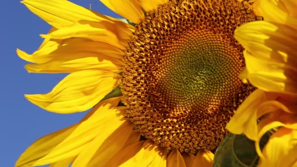 Primer plano de girasol — Vídeo de stock