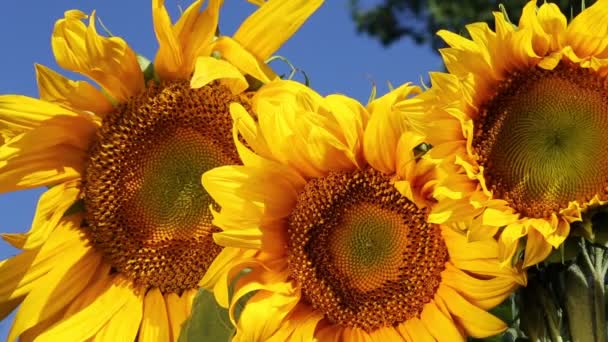 Drie zonnebloemen — Stockvideo