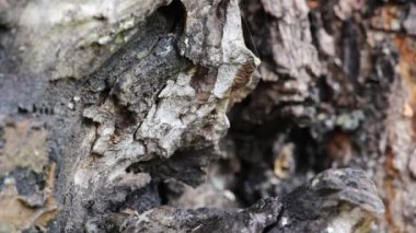 Ağaç kabuğu çalışan su damlaları