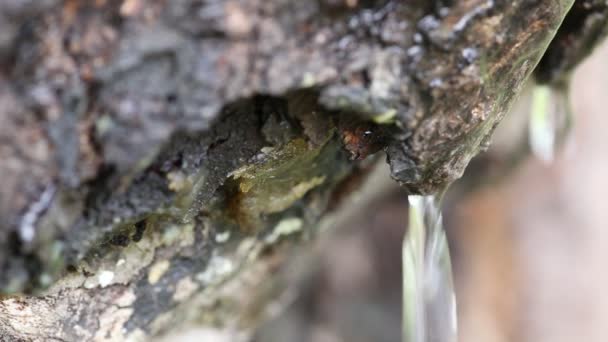 Des gouttes d'eau coulent dans l'écorce d'un arbre — Video
