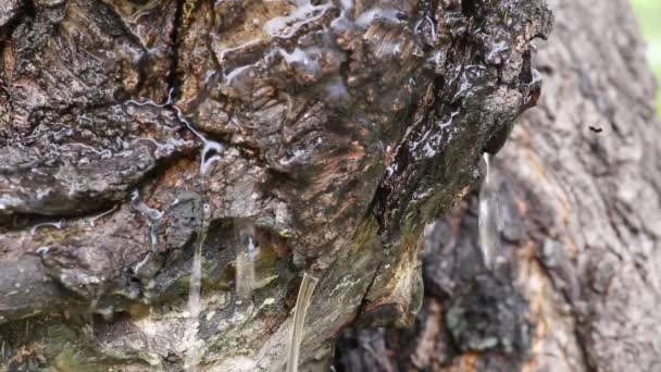 Des gouttes d'eau coulent dans l'écorce d'un arbre 