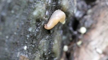 Slug yağmur ağaç