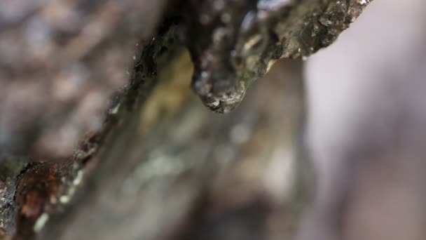 Gotas de agua corriendo por la corteza de un árbol — Vídeos de Stock