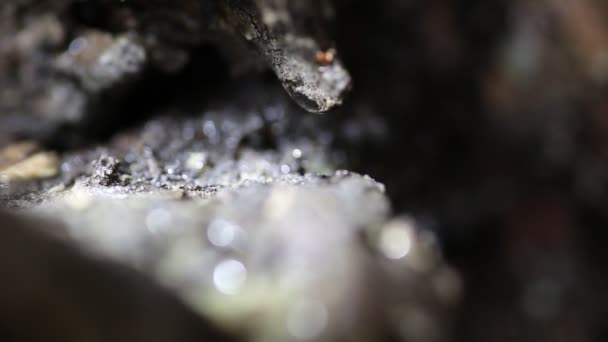 Des gouttes d'eau coulent dans l'écorce d'un arbre — Video