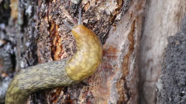 Slug su un albero sotto la pioggia — Video Stock