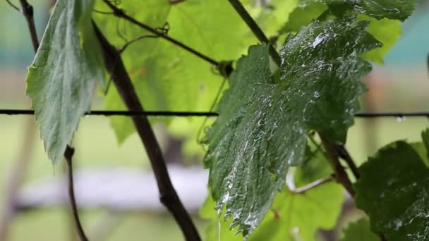 Виноградные листья в дождь — стоковое видео