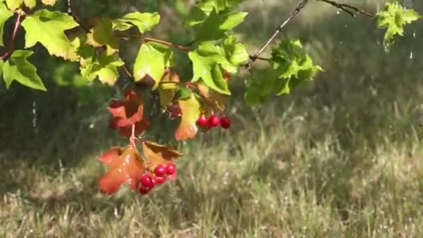 Röd viburnum bär på en gren under kranen — Stockvideo
