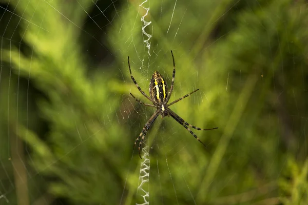 Павук сидить на павутині — стокове фото