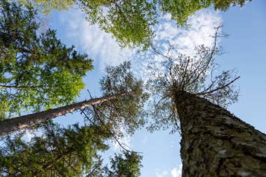 Tohmajoki Nehri 'ndeki ormandaki uzun Karelya ladin ağaçları.
