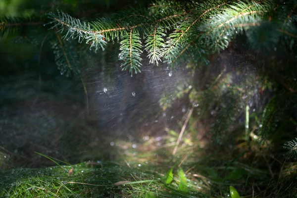 Nadeln Von Fichtenzweigen Auf Dem Hintergrund Des Plätschernden Wassers — Stockfoto