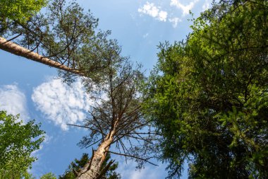 Tohmajoki Nehri 'ndeki ormandaki uzun Karelya ladin ağaçları.