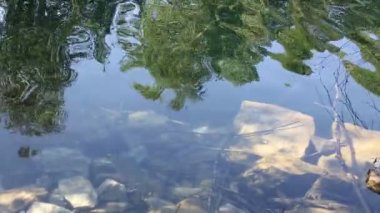 Ağaçların yansımasıyla saf şeffaf suyun yüzeyi